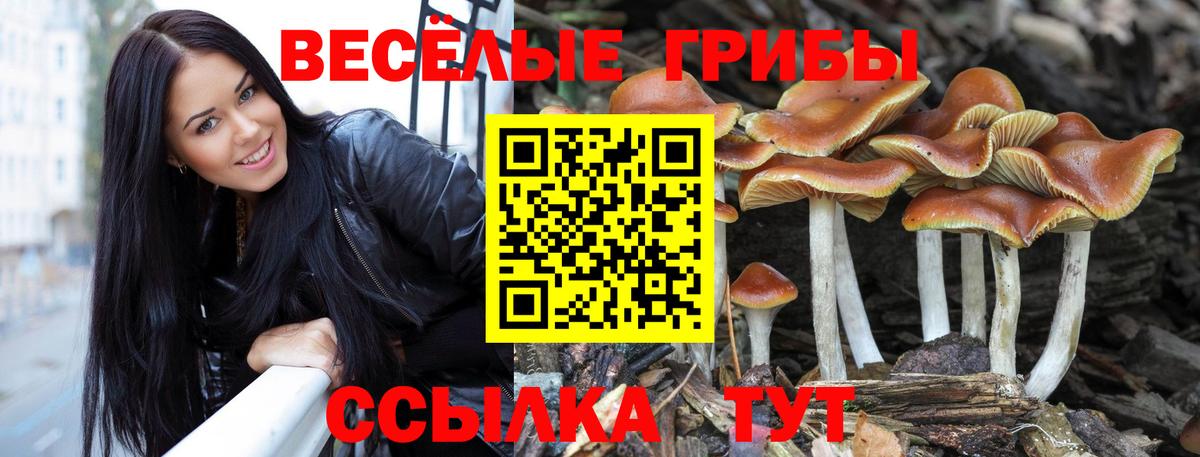 Псилоцибиновые грибы мицелий  Галлюциногенные грибы Psilocybine cubensis  Бийск  Вход с VPN 